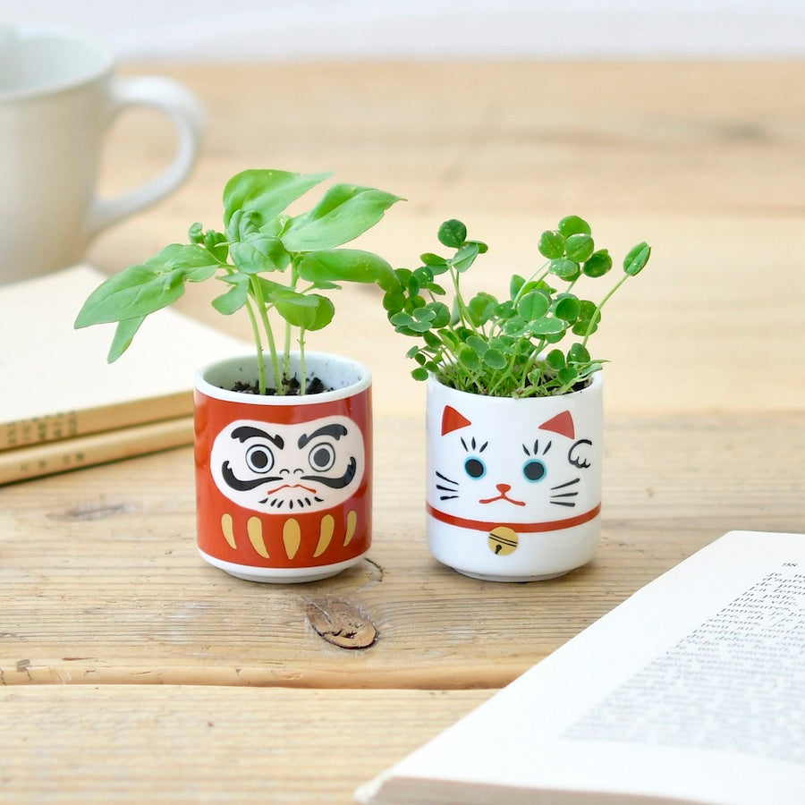 Noted Lucky Plants Plant Growing Kit - Maneki Neko