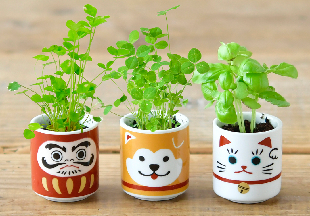 Noted Lucky Plants Plant Growing Kit - Maneki Neko