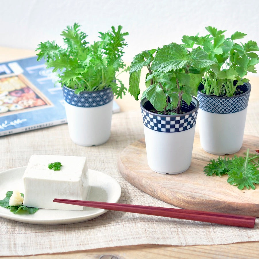 Noted Yakumi Japanese Spice Growing Kit - Shiso (Japanese Basil)
