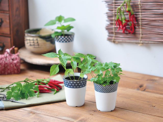 Noted Yakumi Japanese Spice Growing Kit - Shiso (Japanese Basil)