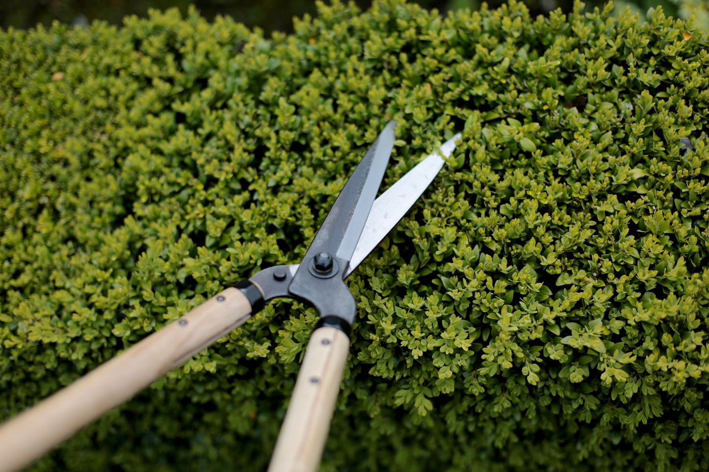 Niwaki Garden Shears Long