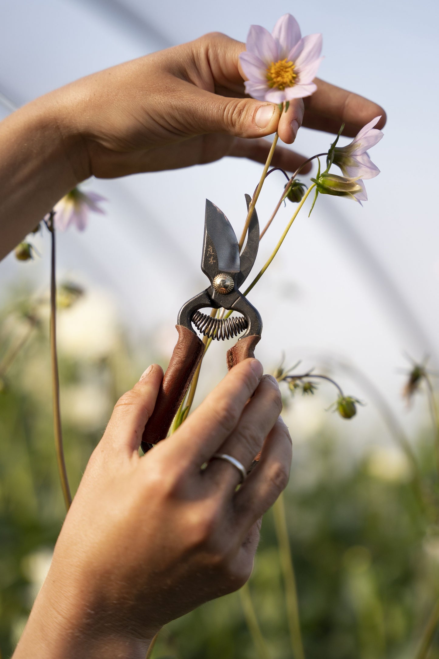 Niwaki Mini Secateurs